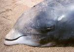 nouvel echouage de baleines One-of-13-cuviers-beaked-whales-ziphiius-cavirostris-stranded-in-kyparisiassis-gulf-in-greece-in-1996-after-the-use-of-naval-sonars-in-the-area
