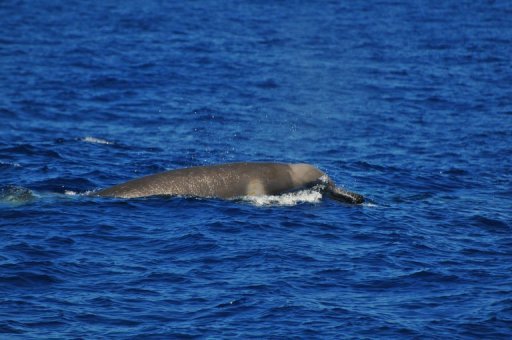 Premières images d'une baleine très rare (Australie)
