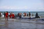 mass-stranding-sperm-whales-Italia