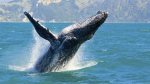 Les habitats naturels des baleines sont menacés.  Photo :  ICI Radio-Canada