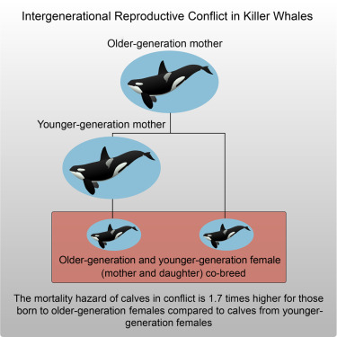 conflict-killer-whales